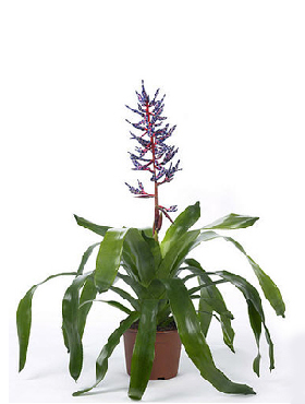 ایکمیا باران آبی